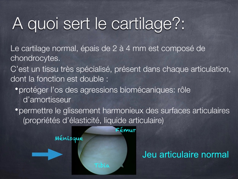A quoi sert le cartilage ?